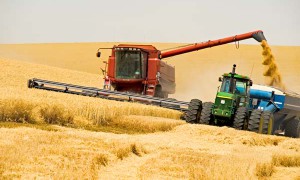 Новосибирские аграрии собрали первый миллион тонн зерна
