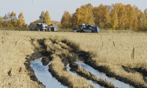Новости: В Татарском районе из-за непогоды хлеборобы не могут приступить к уборке урожая 