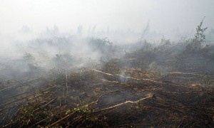Новости: В Татарском районе уже неделю горит болото в Кочнёвском сельсовете 