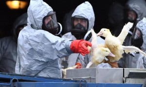 В Омской области продолжает бушевать птичий грипп