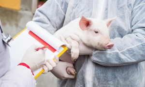 Ветинспекция Татарского и Усть-Таркского районов: в Омске выявлен случай африканской чумы свиней   