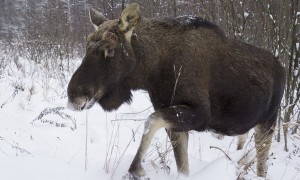 Новости: В Татарском районе спасли раненого лося