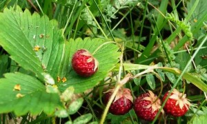 Новости: В Чистоозерном районе не могут найти женщину, ушедшую 5 июля в лес за ягодами