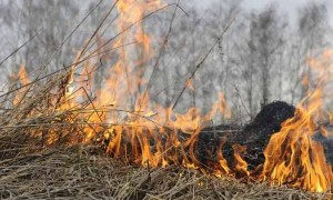 В Татарском, Усть-Таркском и Чановском районах с 19 апреля начнется пожароопасный сезон